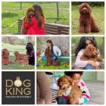 DOGKING