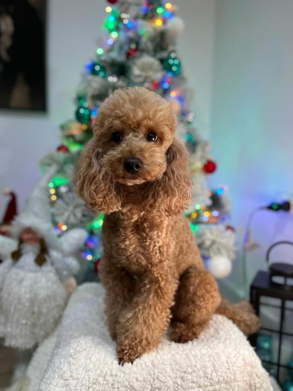Smylepetes castro de oro arbol navidad