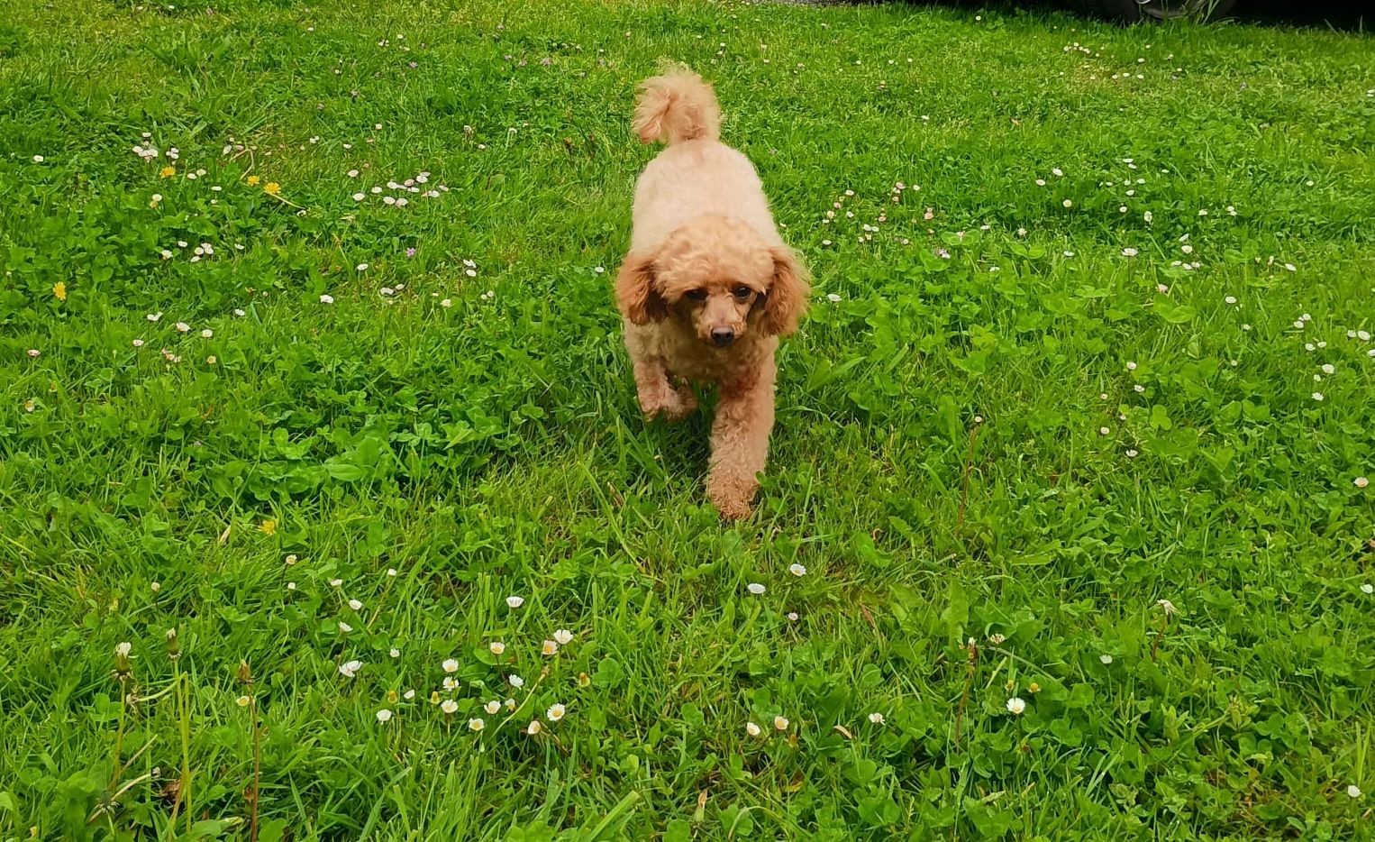 Smylepetes castro de oro caniche galicia