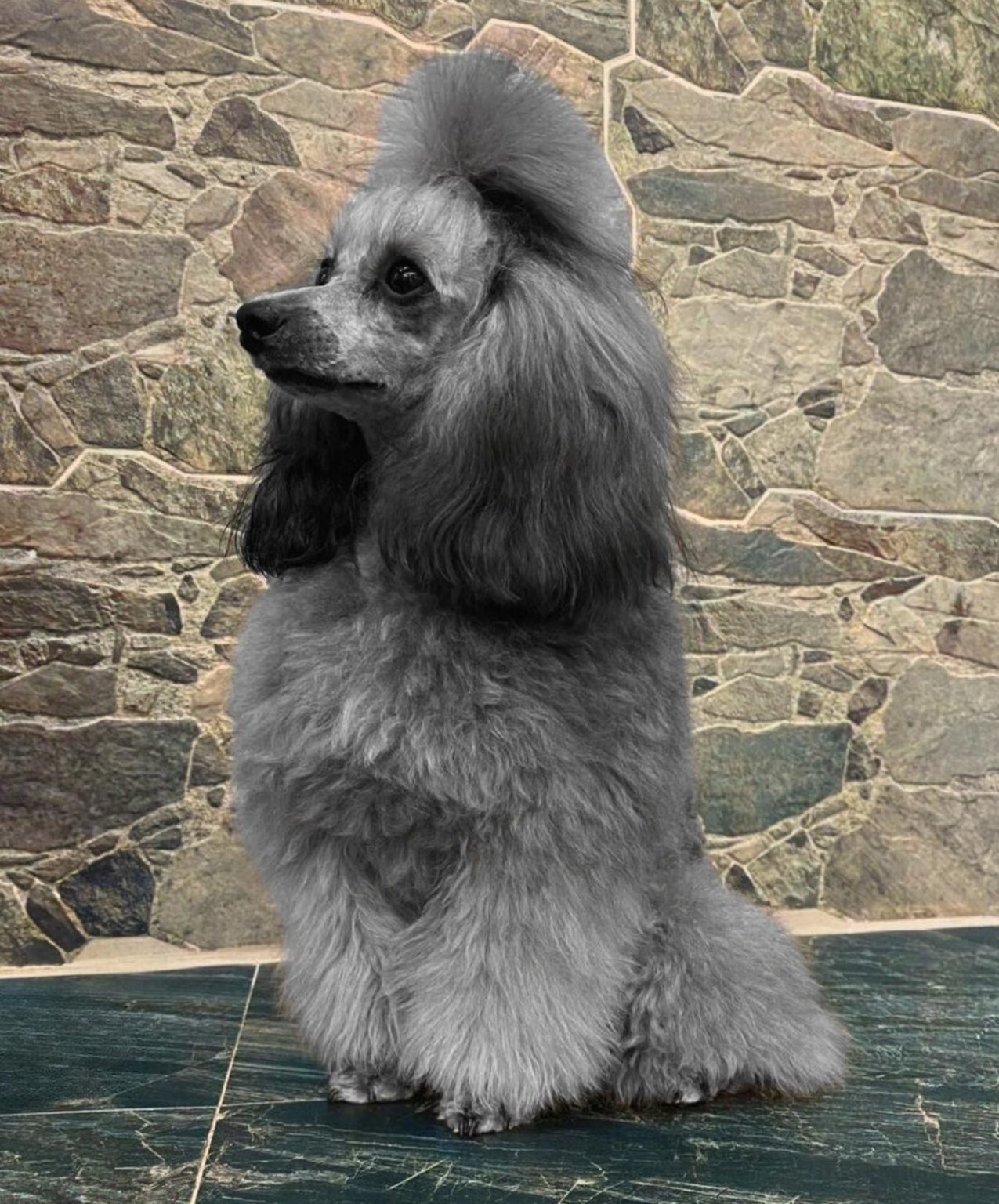 Smylepetes castro de oro caniche gris 1275x1536