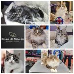 Gatos Bosque de Noruega Skogkatt Norsk