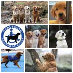 Roncescan Perros de Ayuda