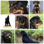 Rottvale Kennel