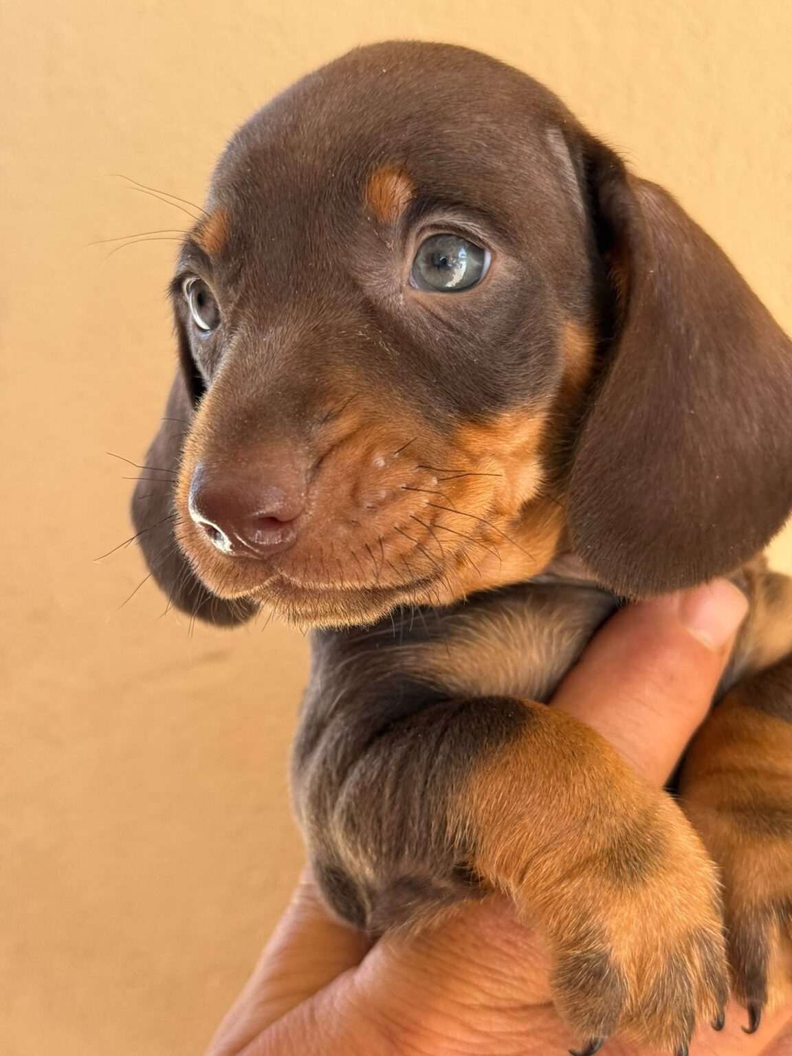 Cachorro Teckel Chocolate Sevilla 1152x1536