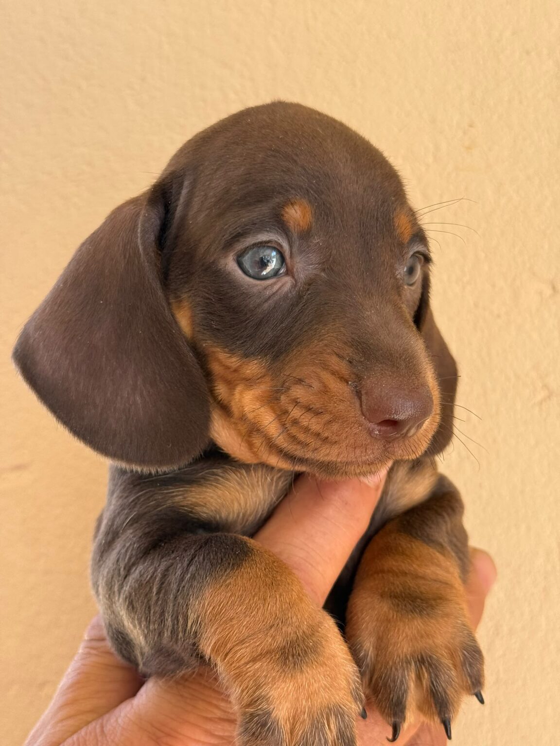 Cachorro Teckel Chocolate criadero 1152x1536