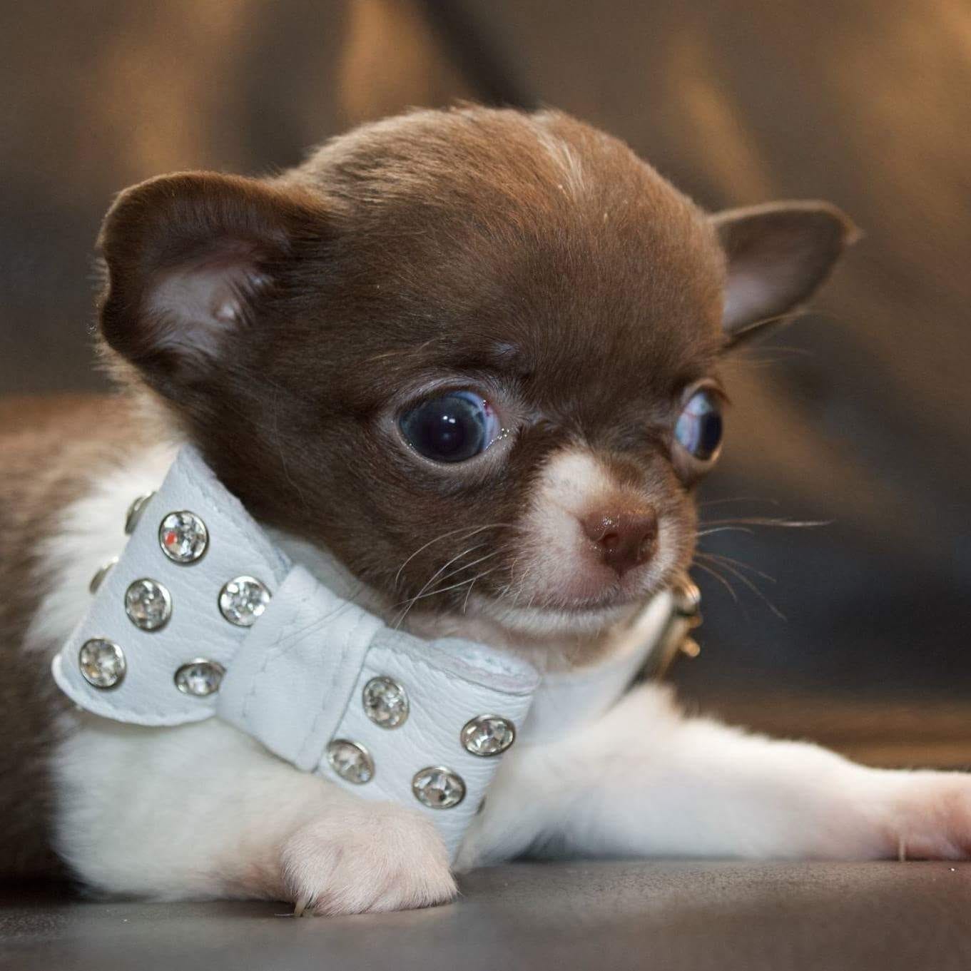 Criaderos Verificados Chihuahua Collar