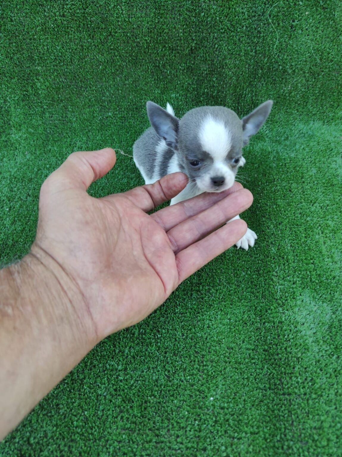 Criaderos Verificados Chihuahua Gris 1149x1536