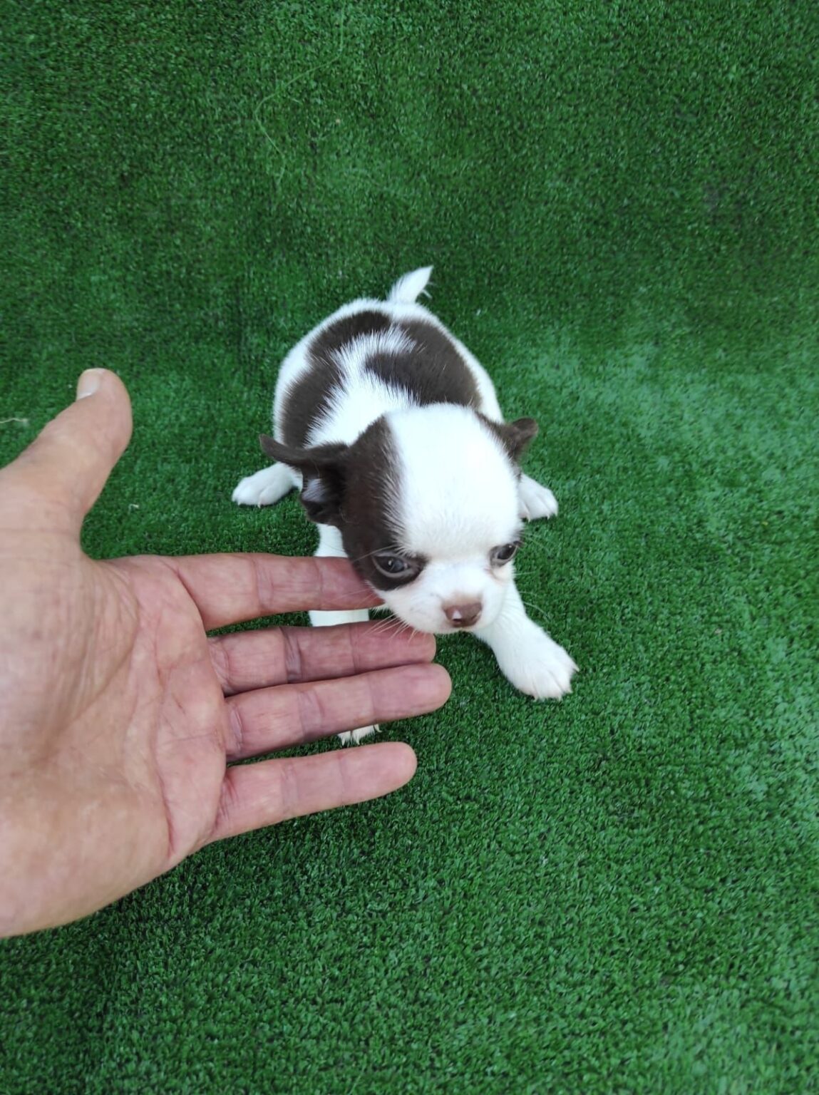 Criaderos Verificados Chihuahua Mano 1149x1536