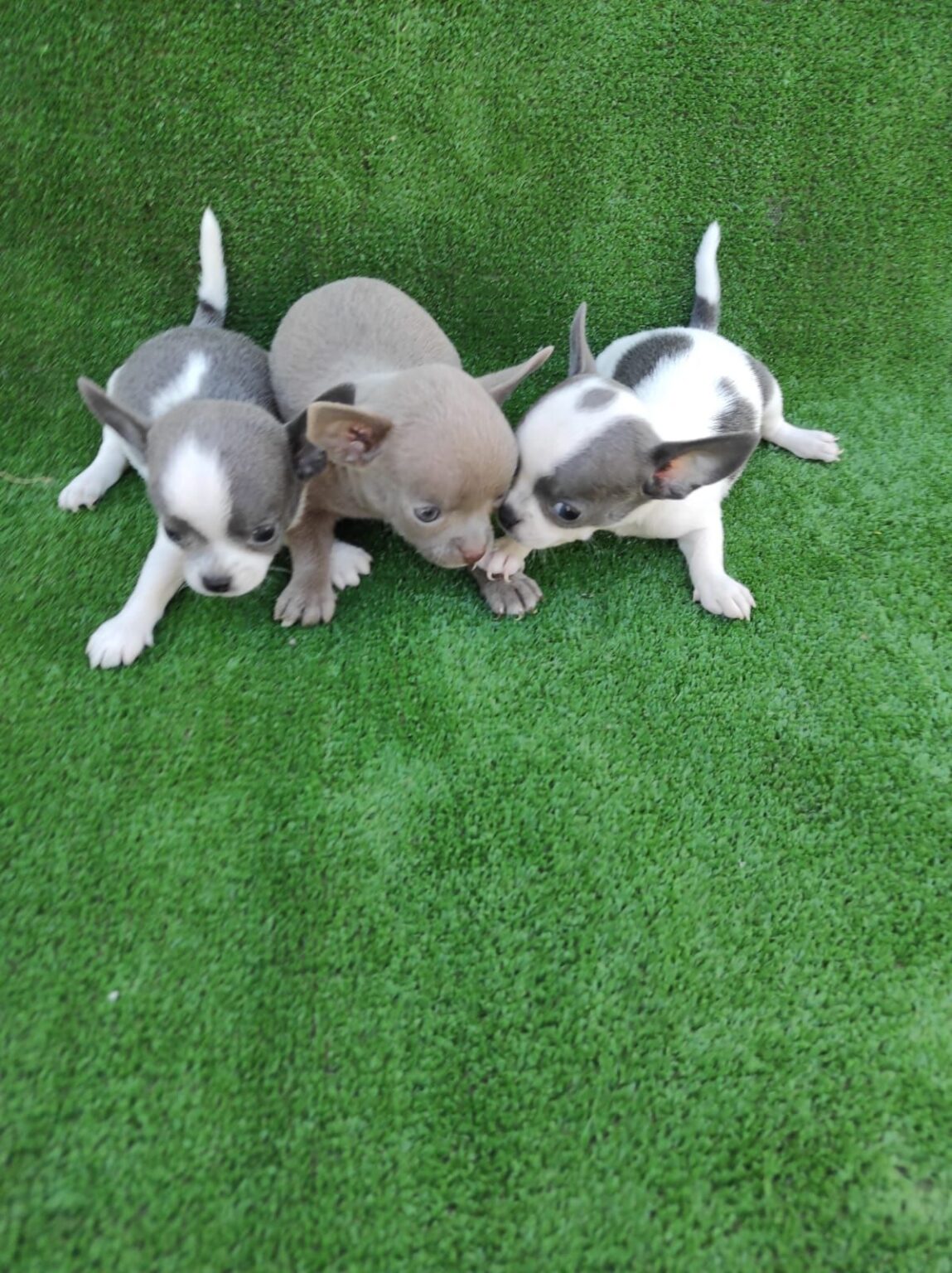 Criaderos Verificados Chihuahua tres cachorros 1149x1536