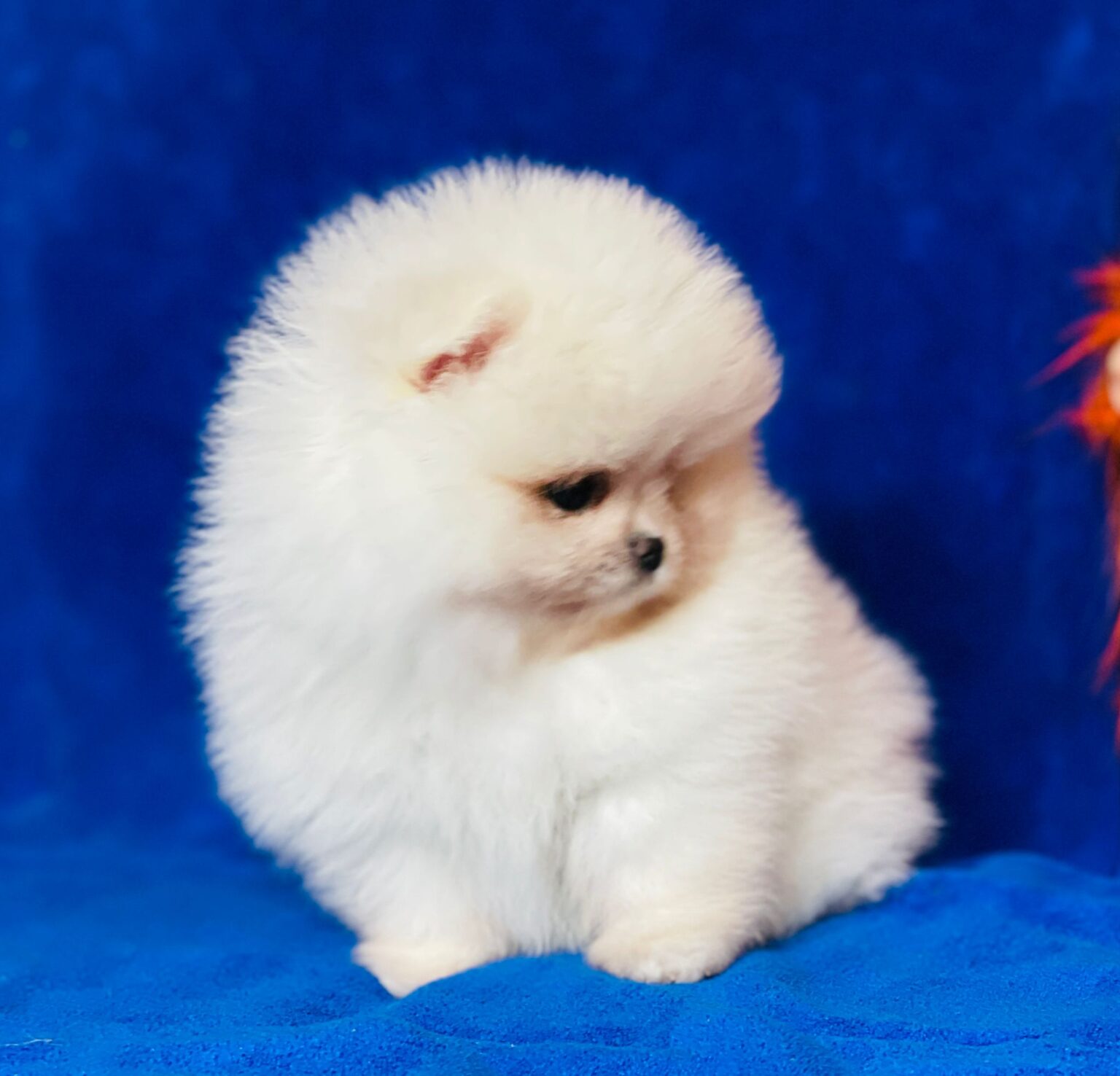 Criaderos Verificados Pomerania 1536x1476