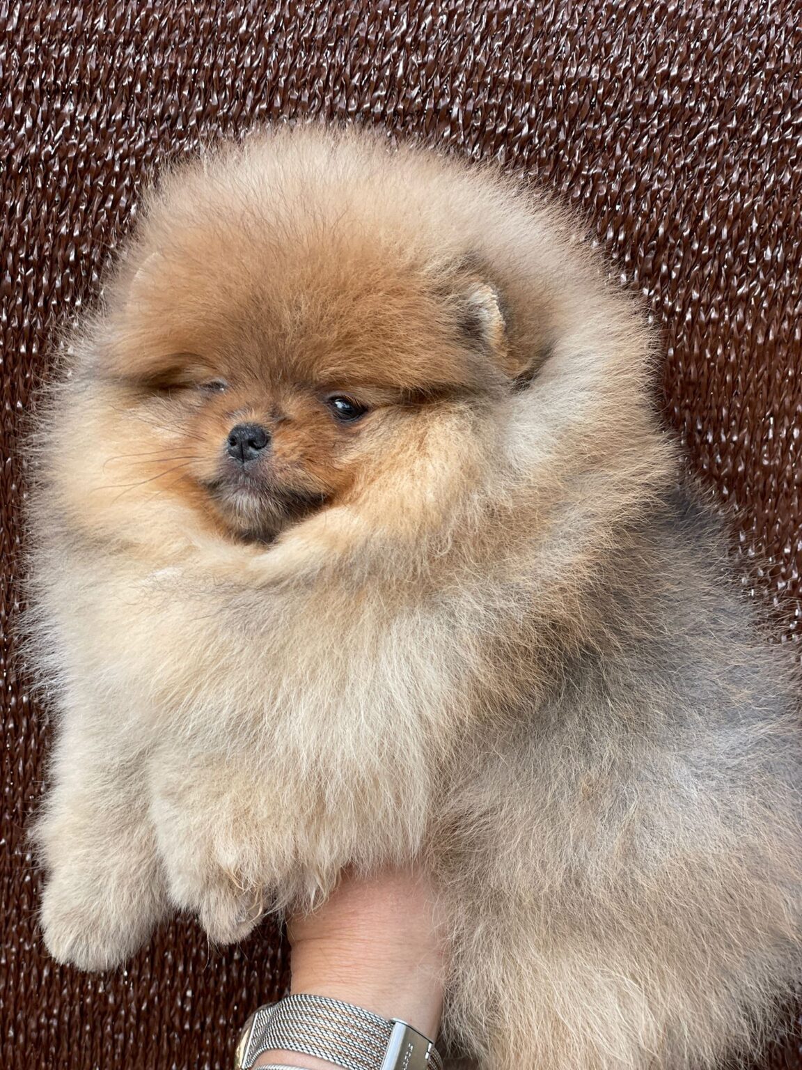 Criaderos Verificados Pomerania Gris 1152x1536