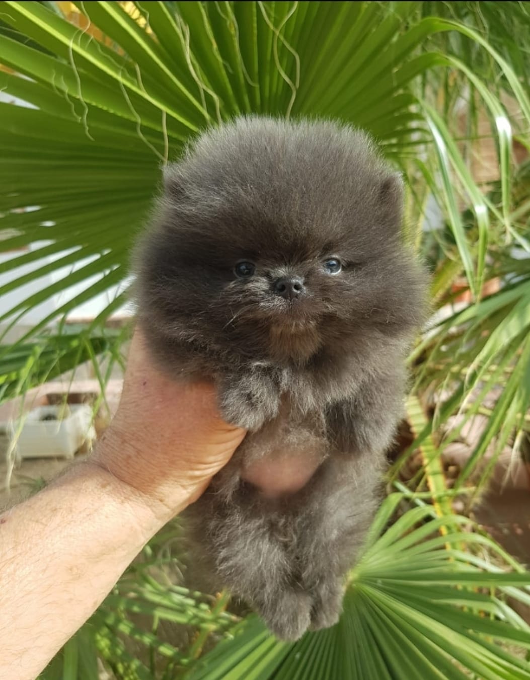 Criaderos Verificados Pomerania Negro
