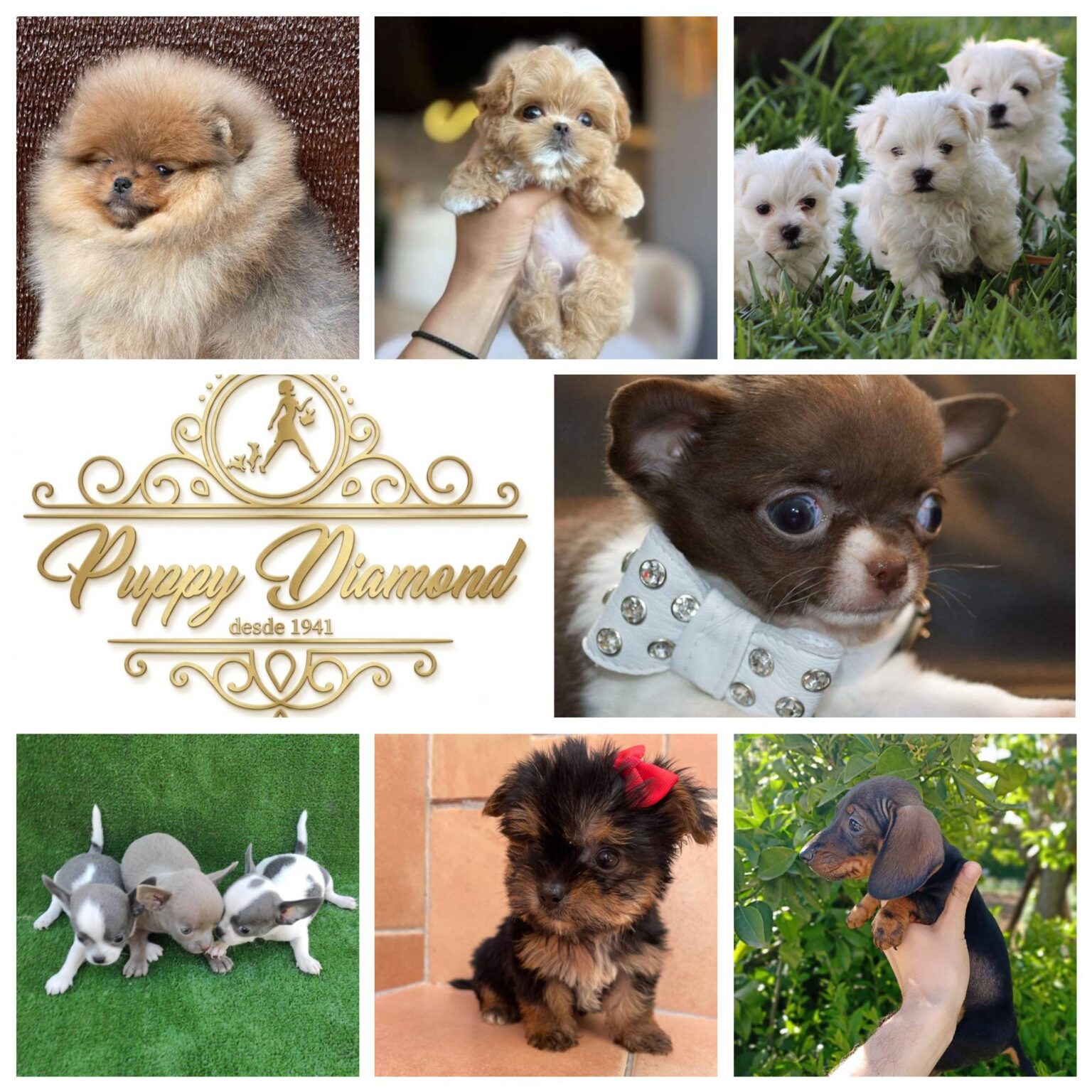 Criaderos Verificados Puppy DiamondCollage 1536x1536