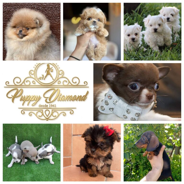 Puppy Diamond