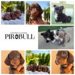 Pirobull