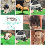 Mascotas El Higueral