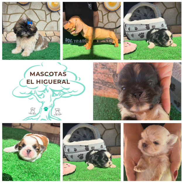 Mascotas El Higueral