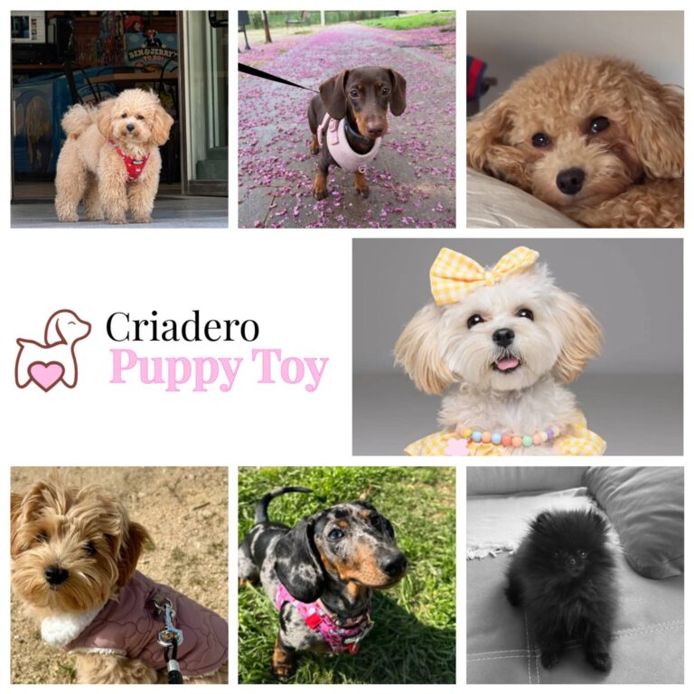 Directorio Criaderos Verificados Puppy Toy 768x768