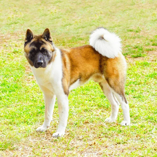 Akita Americano