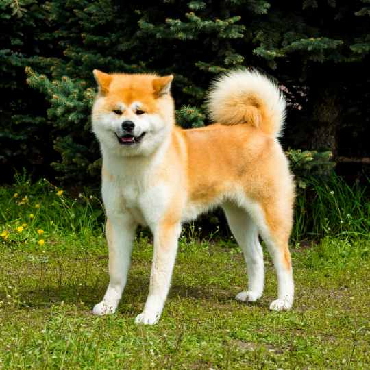 Akita Inu