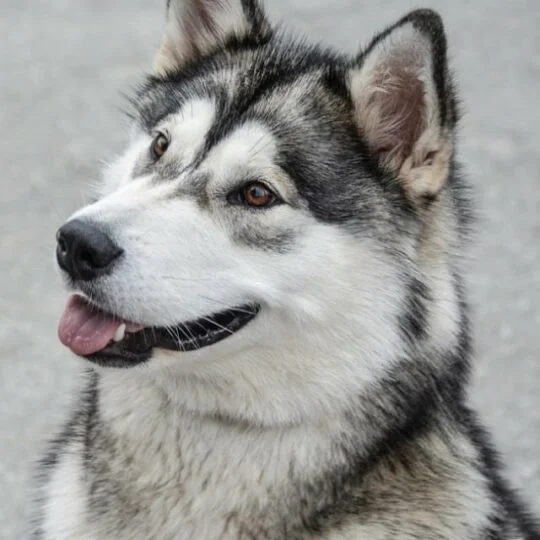 Alaskan Malamute