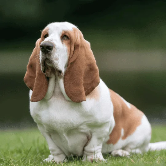 Basset Hound