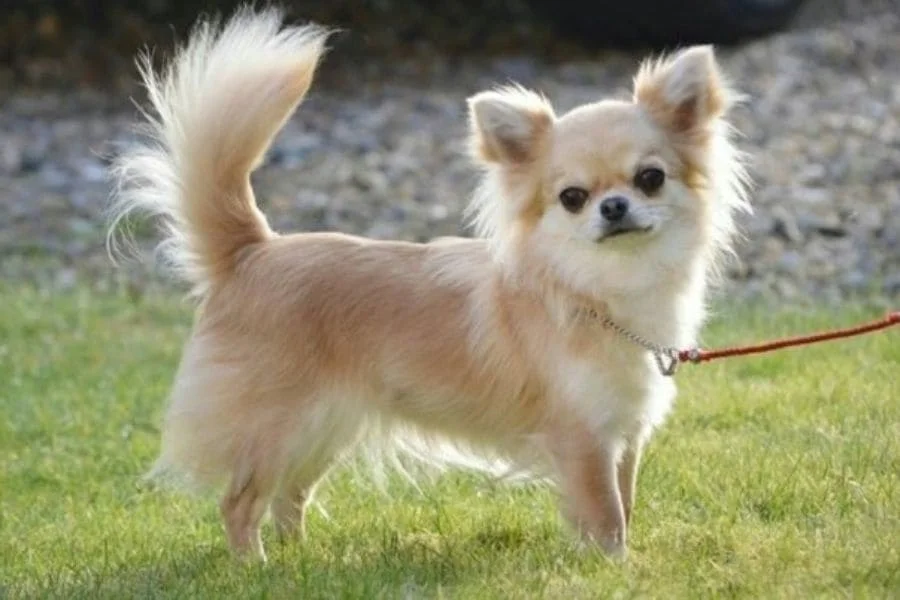 Pomchi