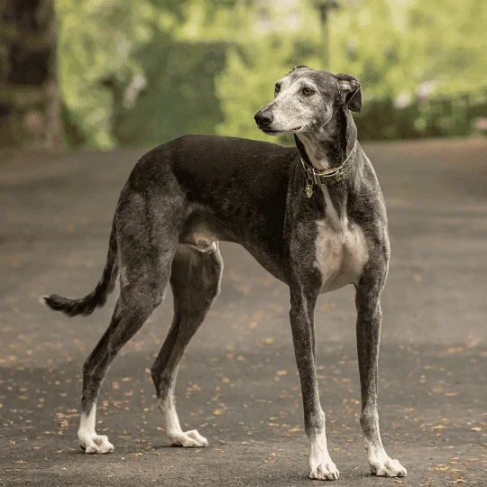 Galgo Español