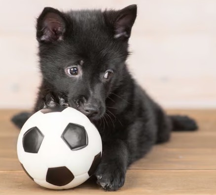 Schipperke