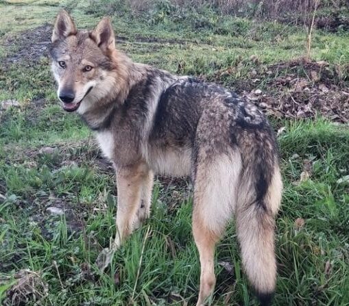 Perro Lobo Checoslovaco