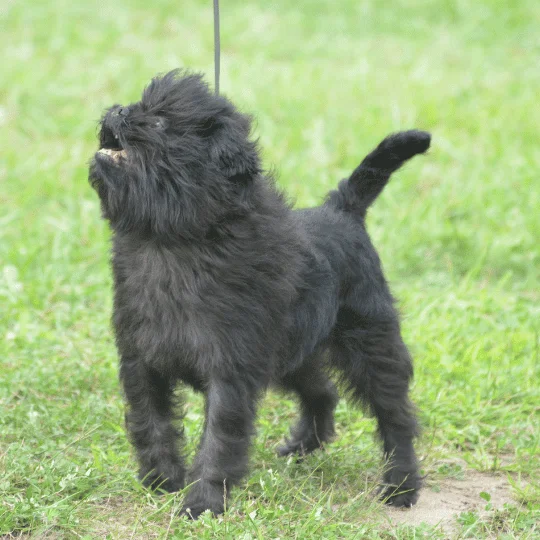 Affenpinscher
