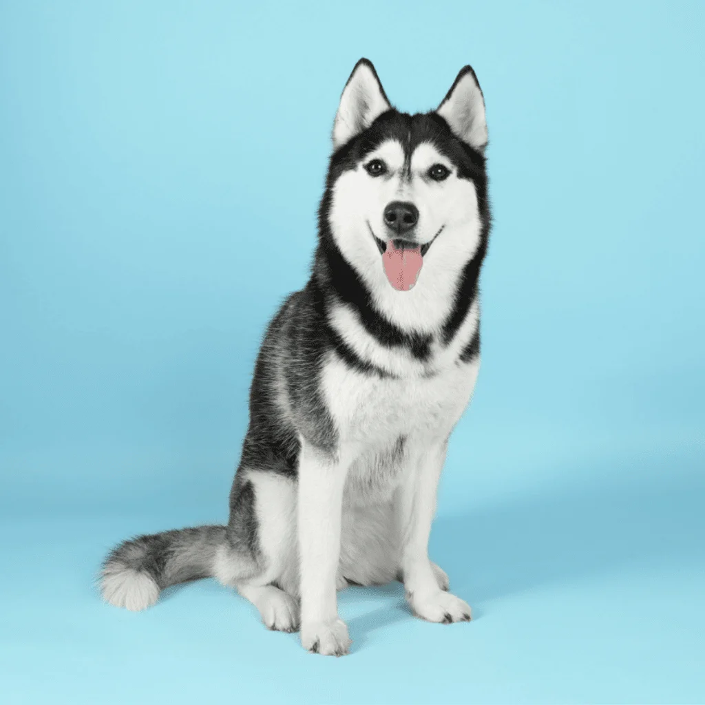Husky Siberiano