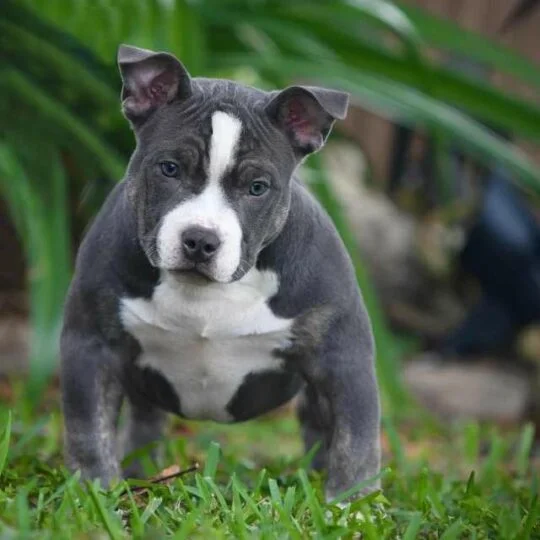 American Bully