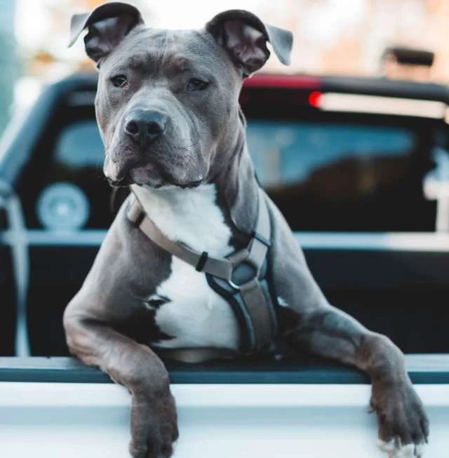 American Pit Bull Terrier