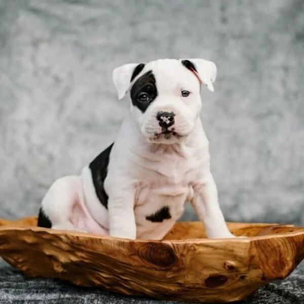 American Staffordshire Terrier