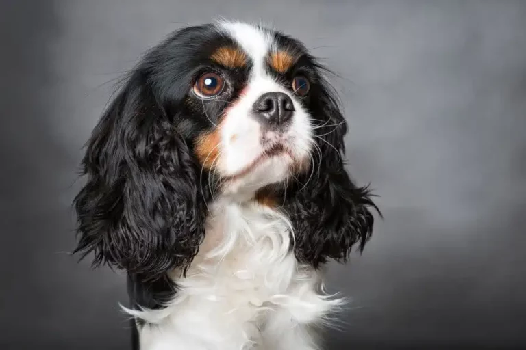 Cavalier