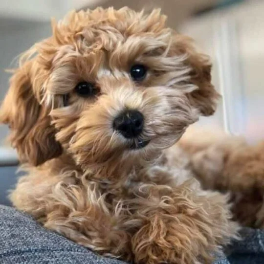 Cavapoo