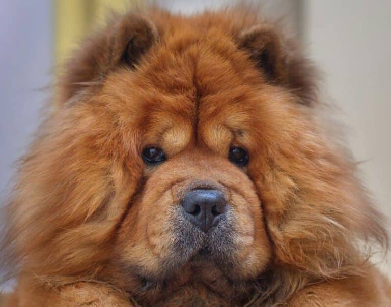 Chow Chow