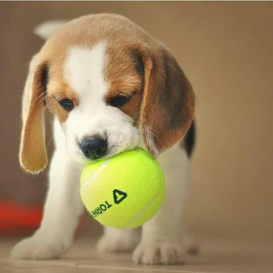 Beagle