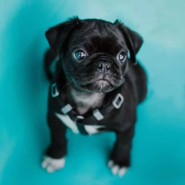 Carlino (Pug)