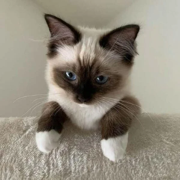 Ragdoll