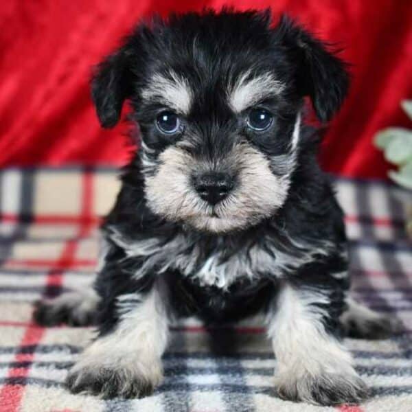 Schnauzer