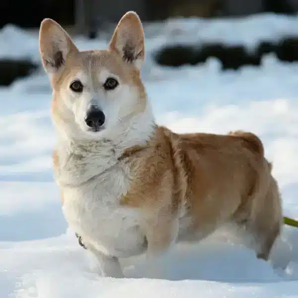 Welsh Corgi Cardigan