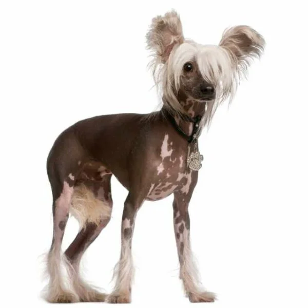 Perro Crestado Chino