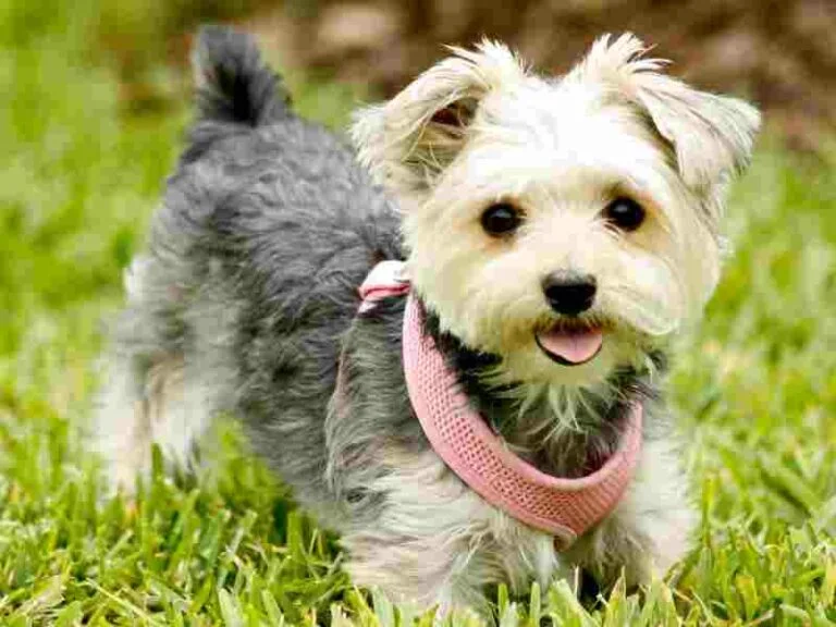 Morkie