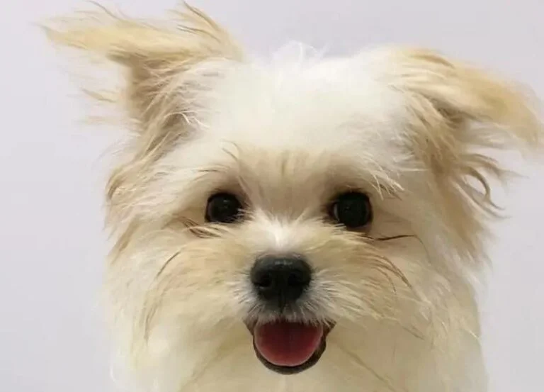 Maltipom