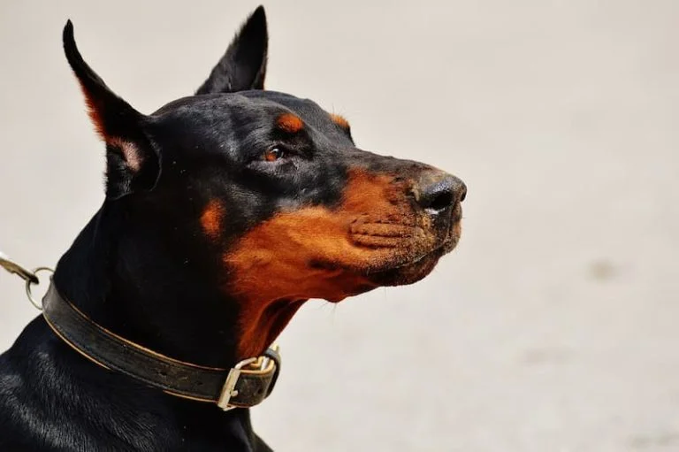 Dobermann