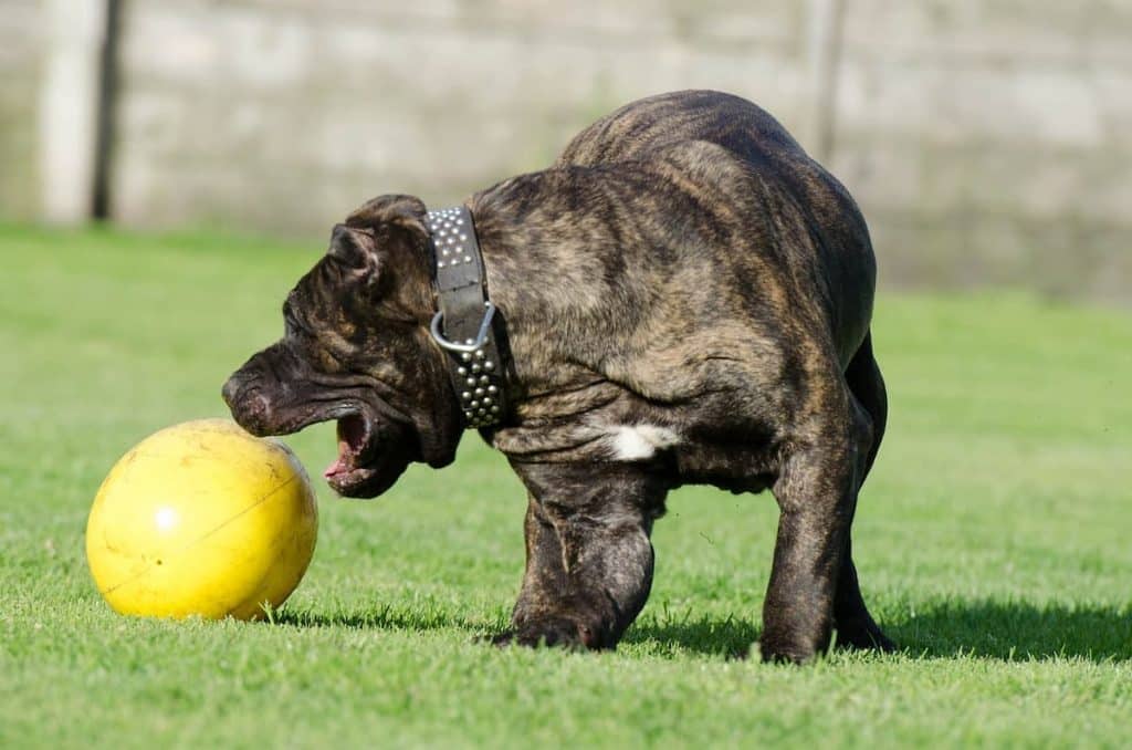 Presa Canario