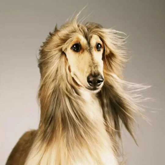 Galgo Afgano