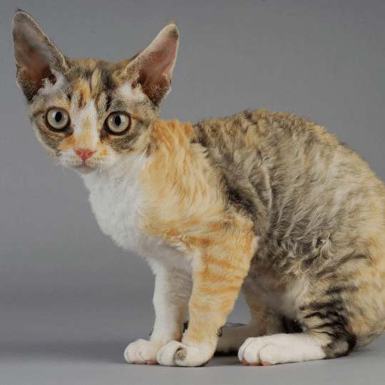 Devon Rex